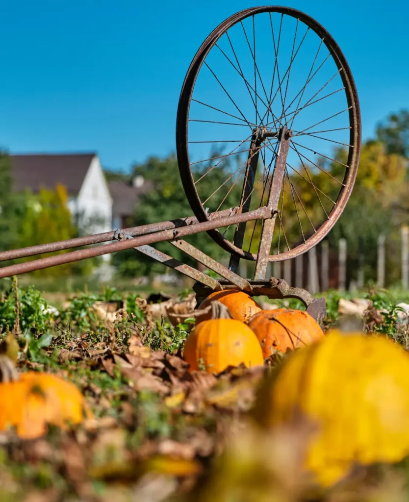 Objet rouillé dans un champ de citrouilles
