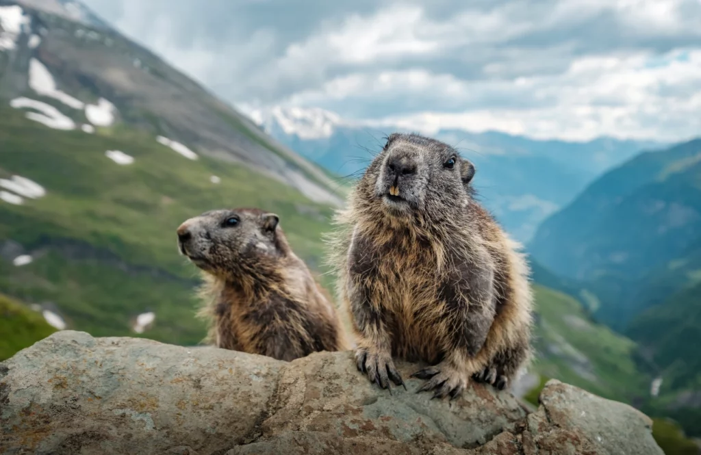 2 marmottes dans la montagne