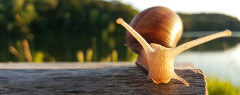 Escargot symbolisant le slow tourisme