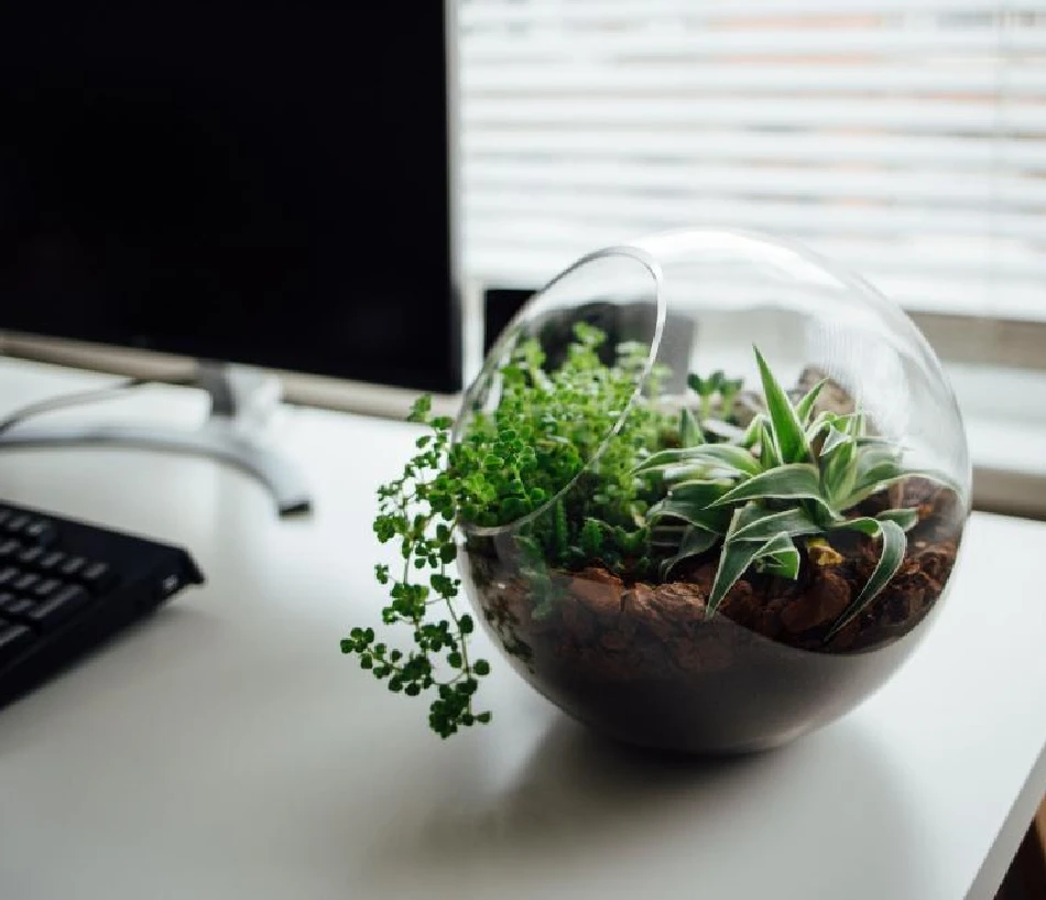 Terrarium transparent sur le bureau de La Green Vadrouille